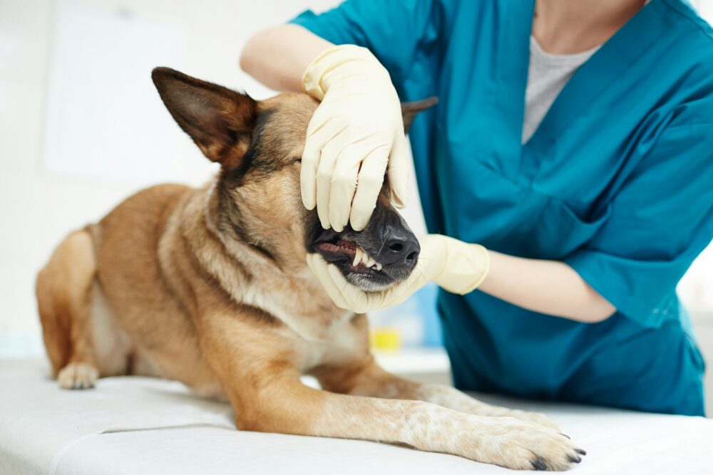 dog