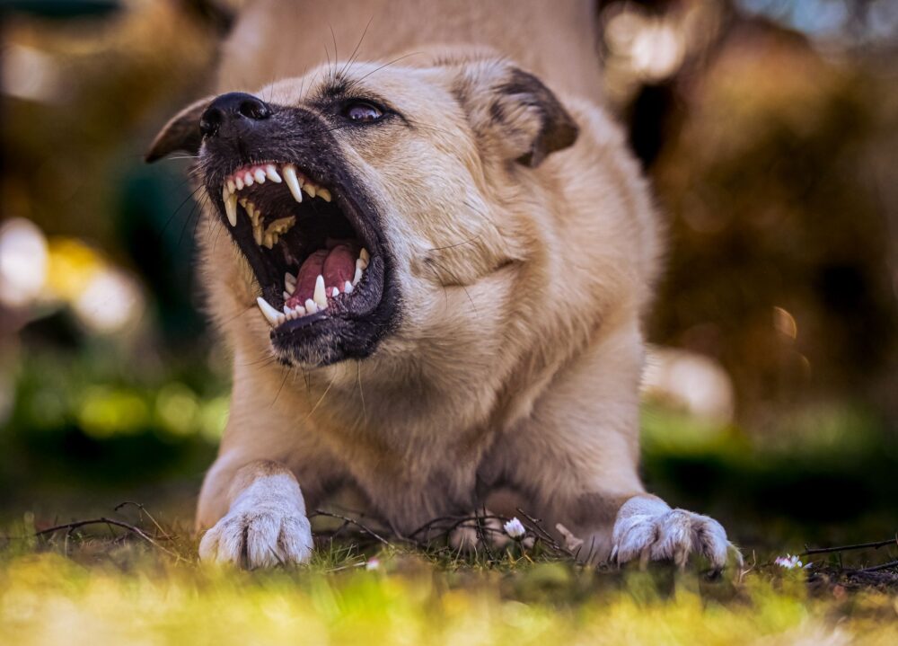 Dog Attack
